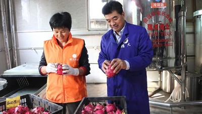 雅大1000斤火龍果酒發(fā)酵中，特邀您體驗(yàn)后期果酒壓榨、滅菌全過(guò)程！