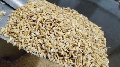 用烤酒設(shè)備做固態(tài)酒，做好這7點出酒率瞬間提高20%！