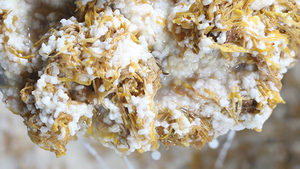 重陽節(jié)養(yǎng)生佳釀，菊花糯米酒的釀酒技藝