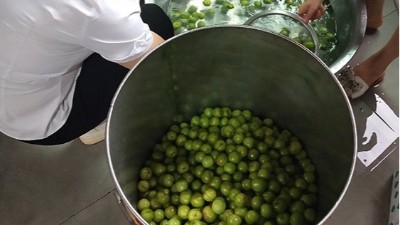 李子熟了，又一個朋友來雅大不銹鋼釀酒設備學做李子酒