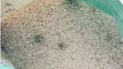 白酒蒸餾設備釀的酒苦味重，可能是原料惹的禍