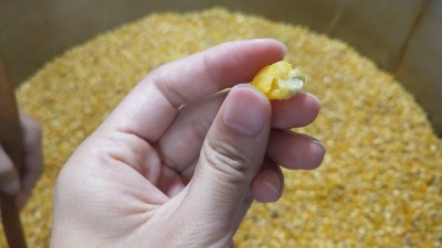很多人用烤酒設(shè)備做固態(tài)酒時用這種水泡糧，怪不得不出酒！