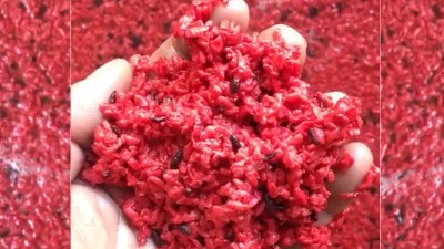 用小型蒸酒設(shè)備釀造純手工紅曲酒，紅火迎新年！