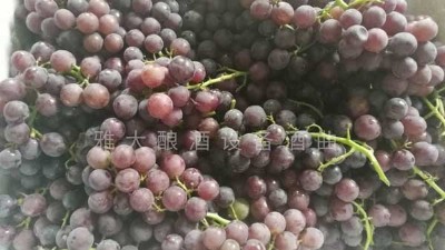 民間葡萄酒釀造潮再度興起，趕緊惡補下葡萄釀酒知識