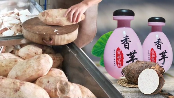 芋頭能不能釀酒？芋頭釀酒設(shè)備技術(shù)